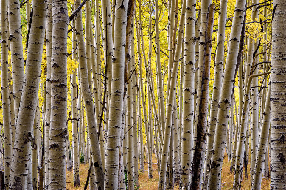 Colorado Fall Colors