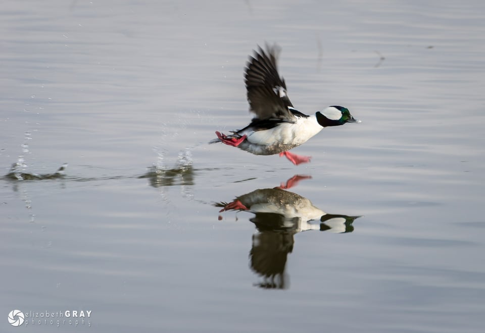 Bufflehead Takeoff