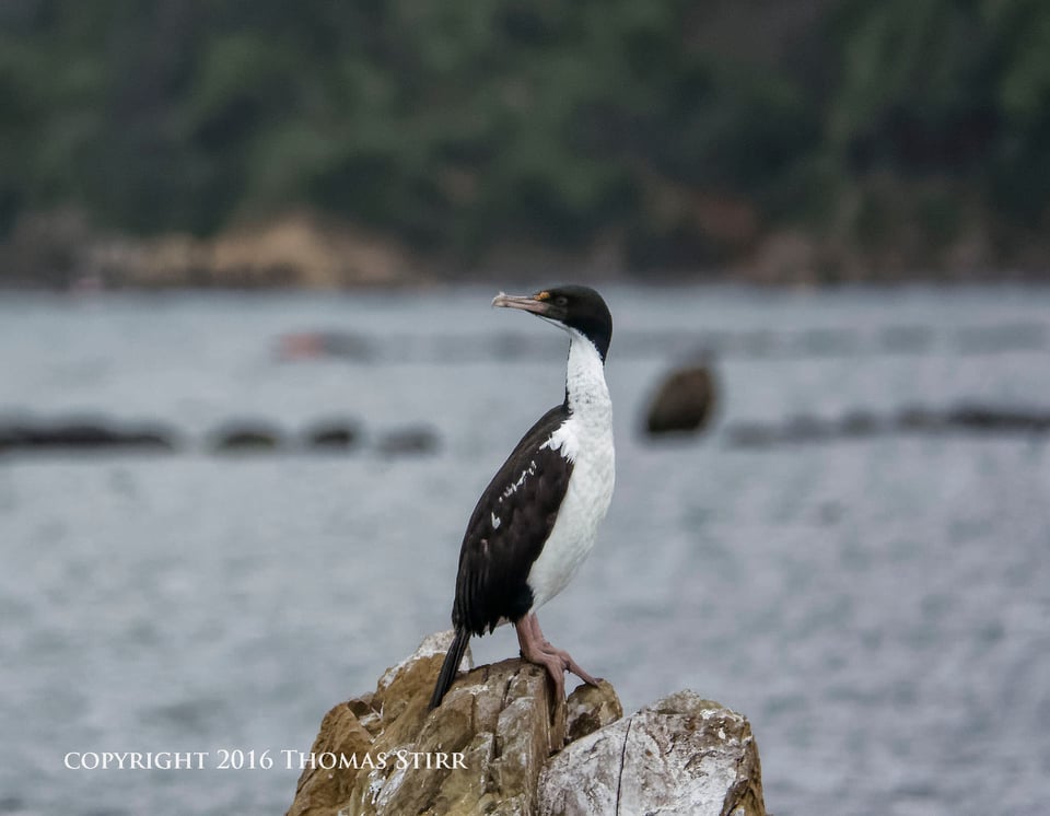 NZ marine life king shag