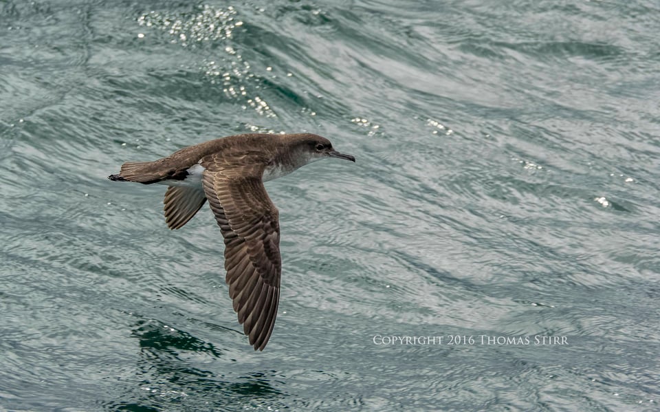 PL NZ marine life fluttering shearwater