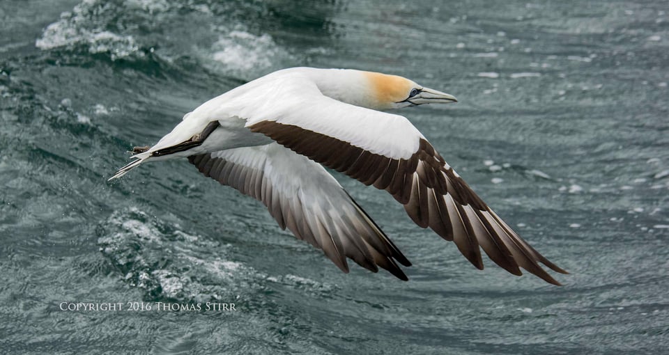 PL NZ marine life ganet