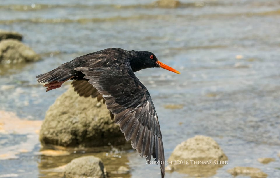 PL NZ marine life oyster catcher