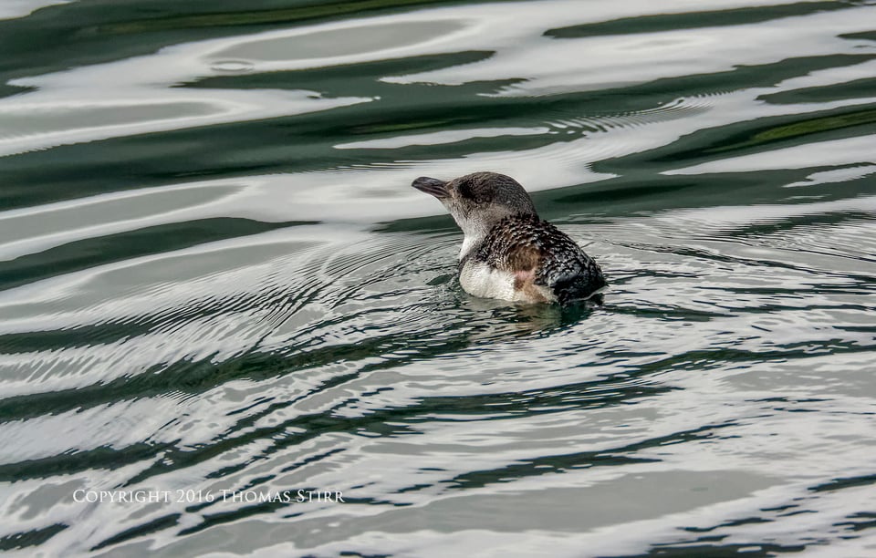 PL NZ marine life penquin 2