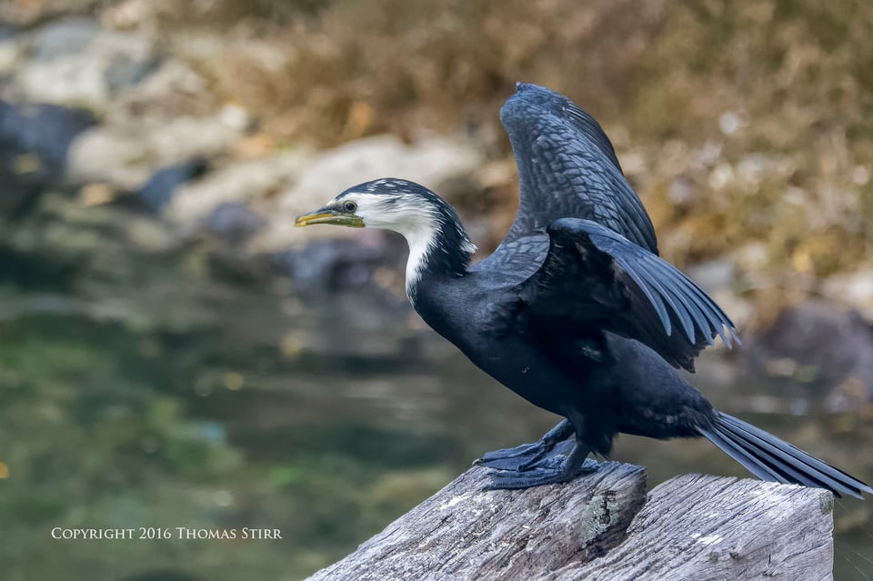 PL NZ marine life pied shag