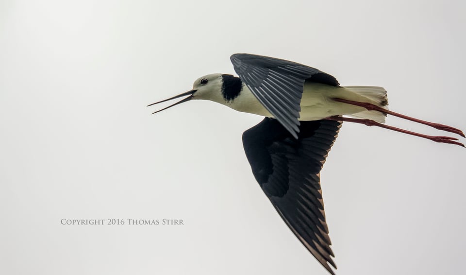 PL NZ marine life pied stilt