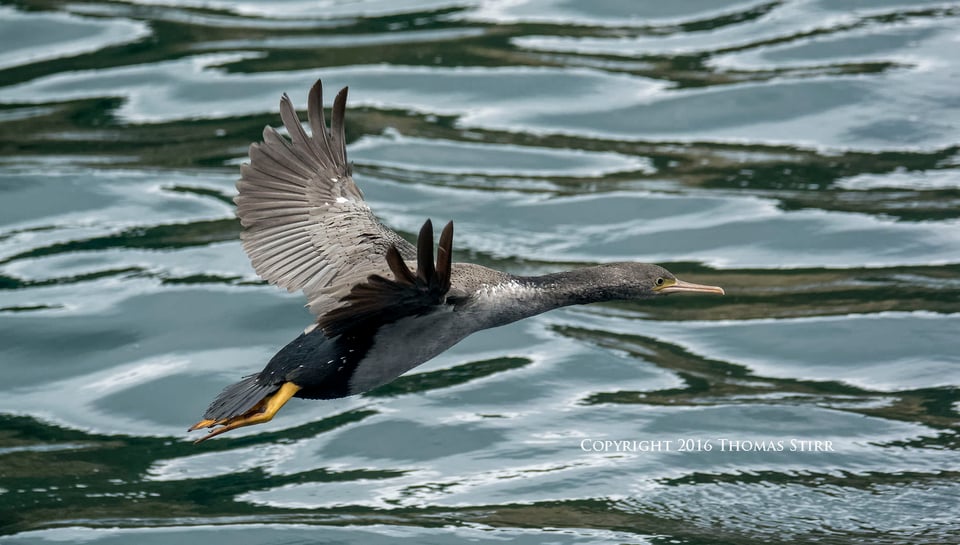 PL NZ marine life spotted shag