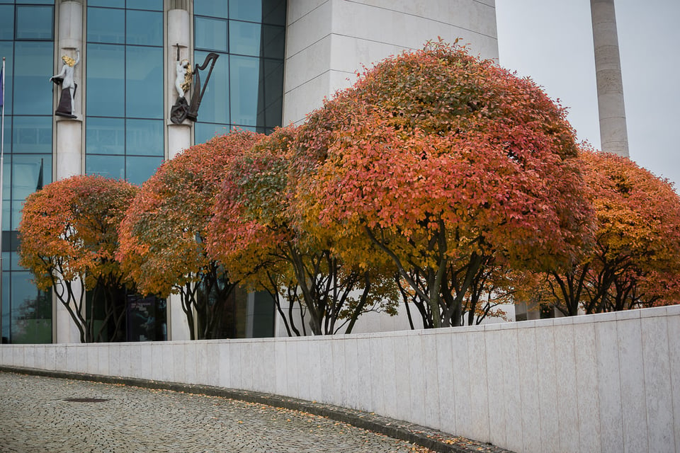 03_autumn_trees