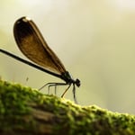 Backlit damselfly