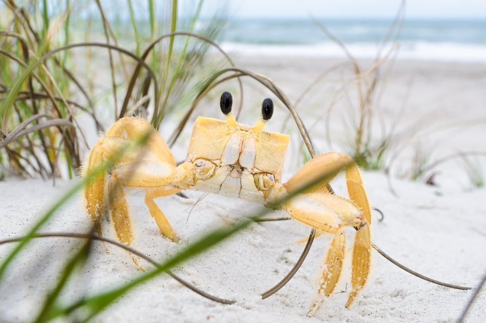 Intentional composition of a crab