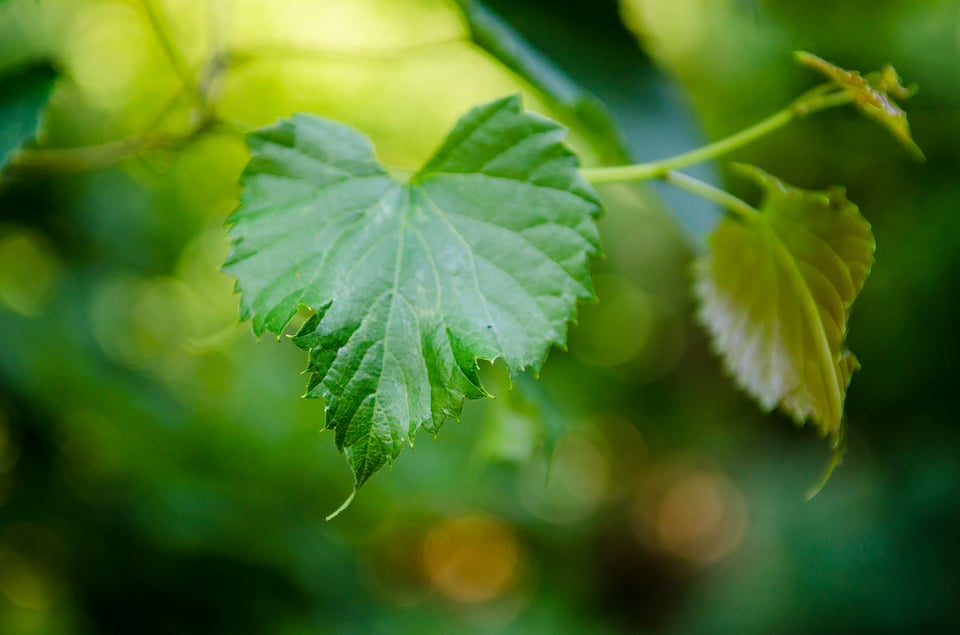 f-2.8 aperture with shallow depth of field