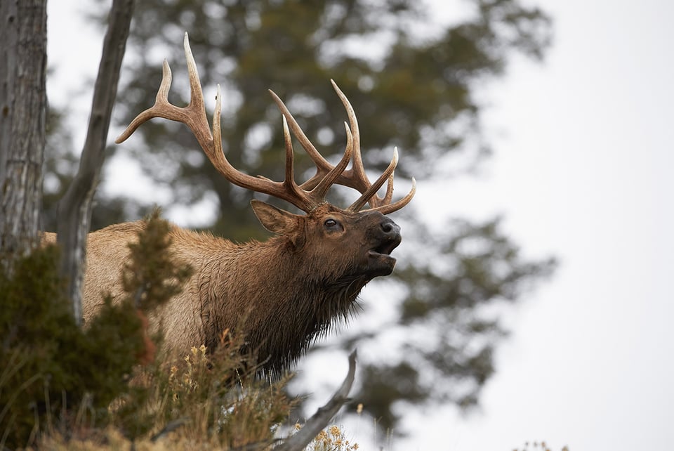 Bull Elk