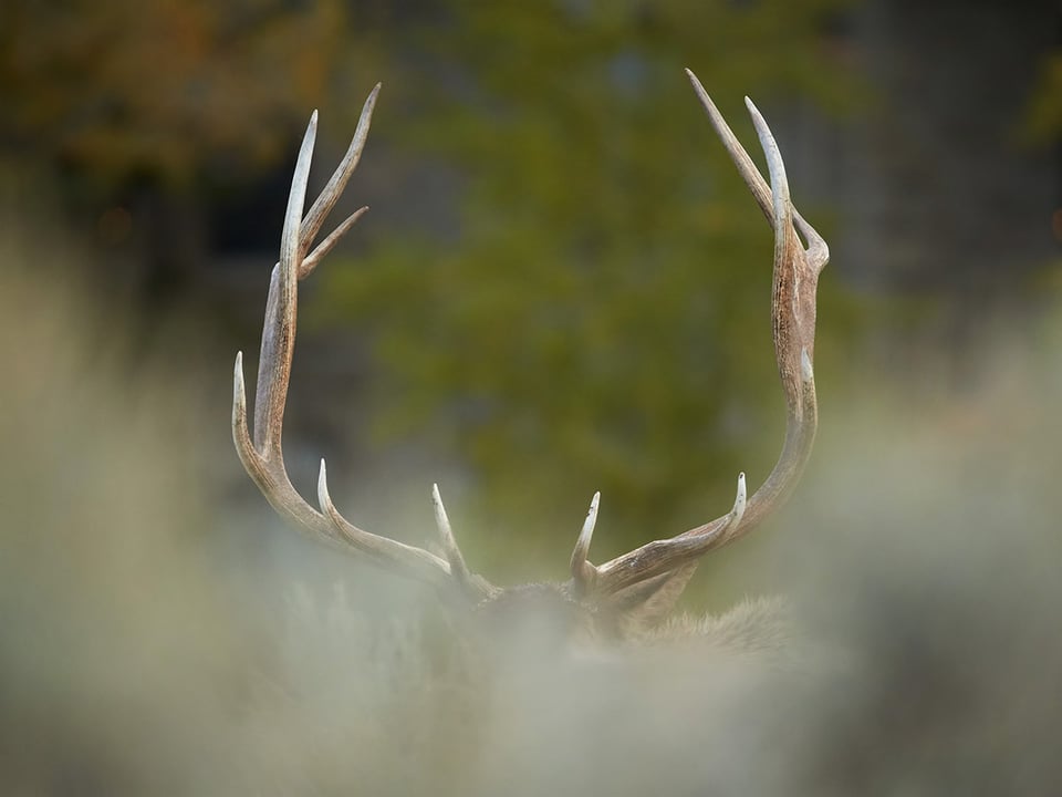 Elk Horn