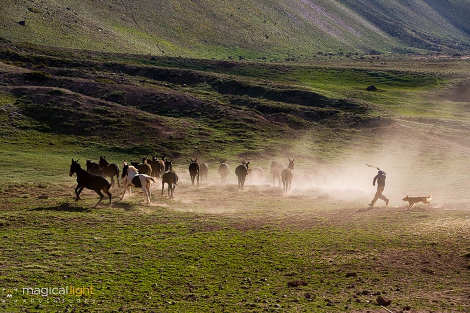 Argentina Pack Mules