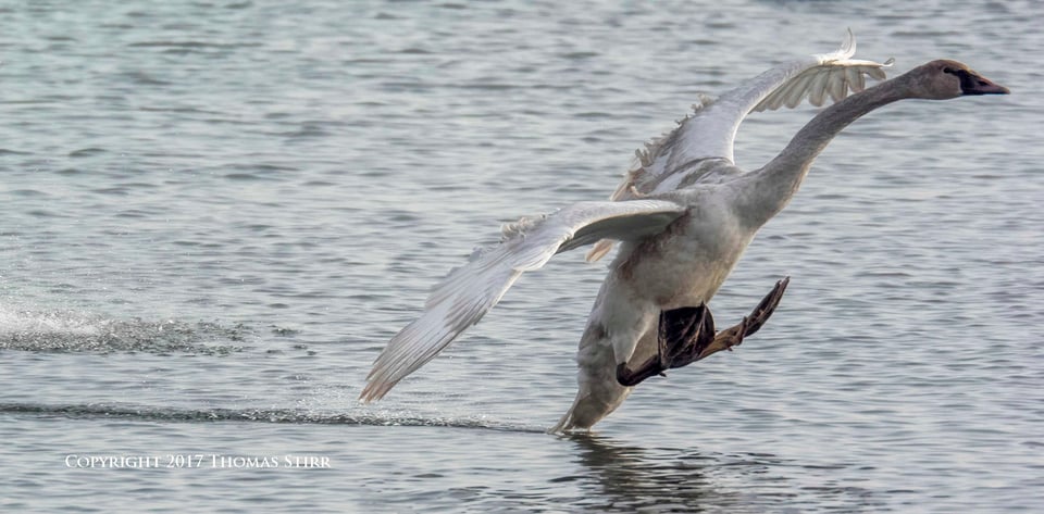 winter water birds 1