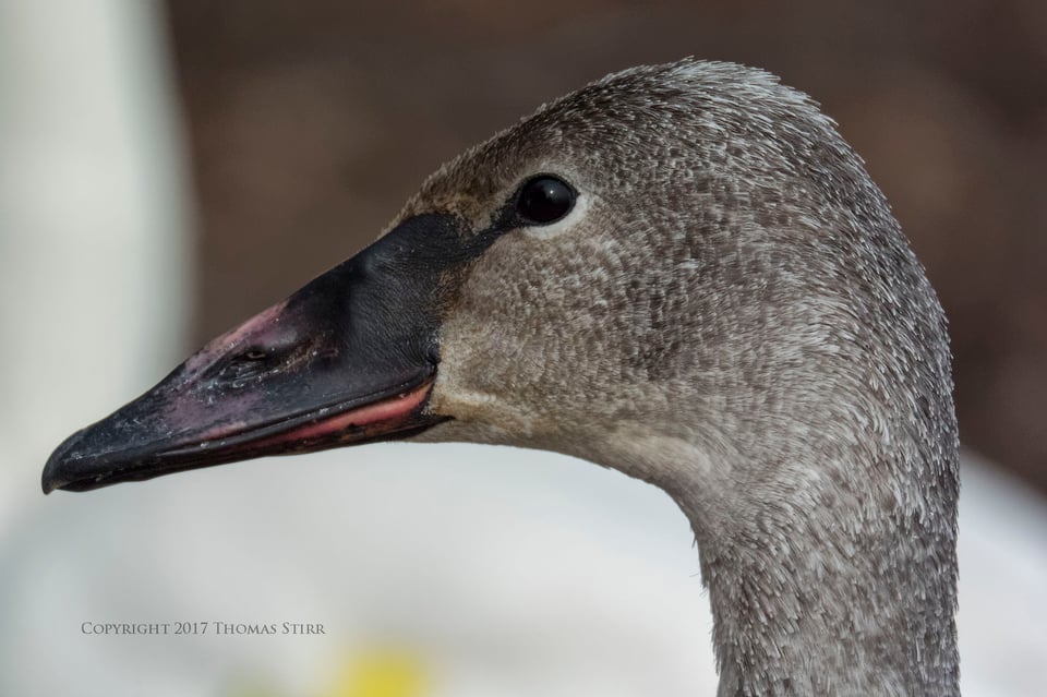 winter water birds 10