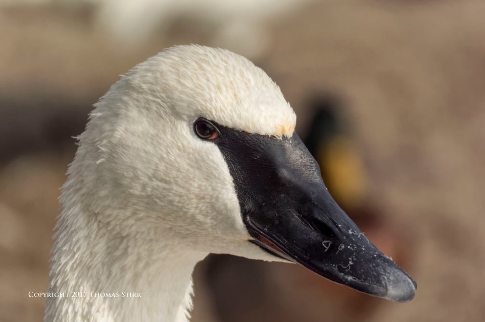 winter water birds 11