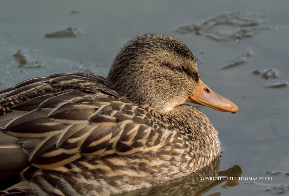 winter water birds 13