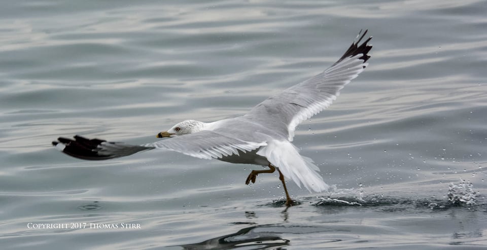 winter water birds 15