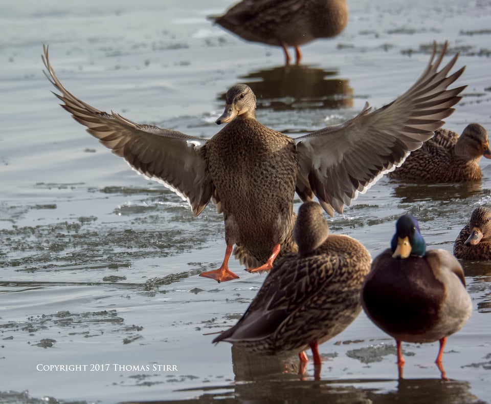 winter water birds 2