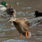 winter water birds 3