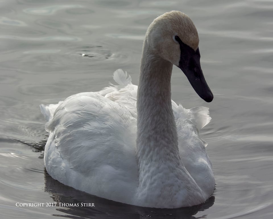 winter water birds 4