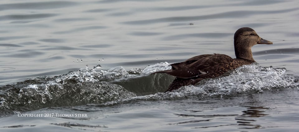 winter water birds 5