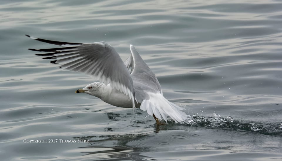 winter water birds 6