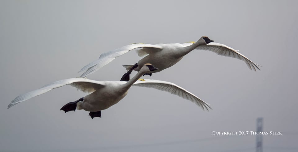 winter water birds 7