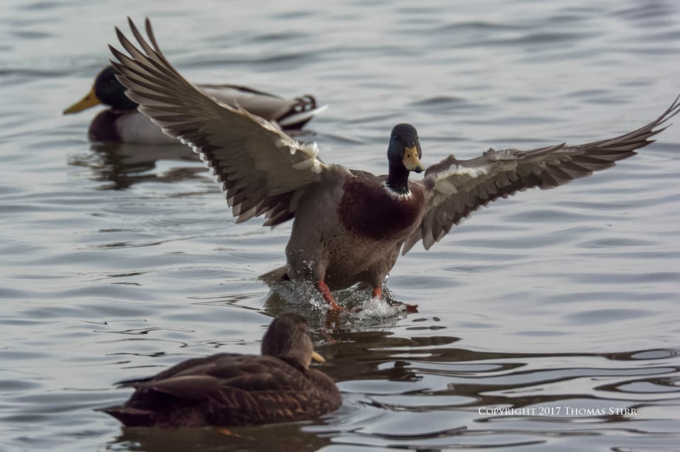 winter water birds 8