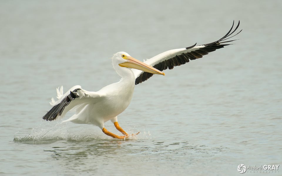 American White Pelican