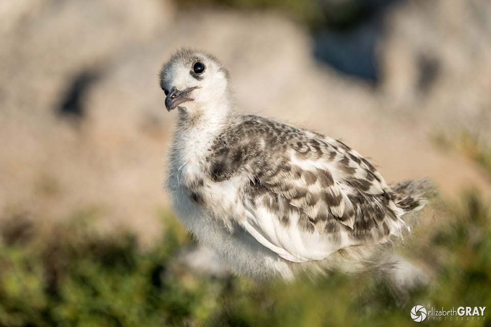 Baby Swallow-tailed Gull