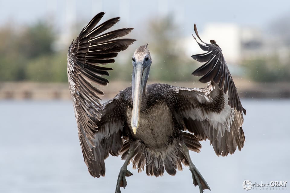 Brown Pelican Landing