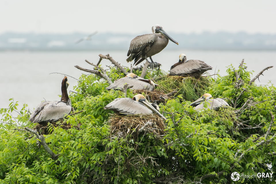 Brown Pelican Nesting