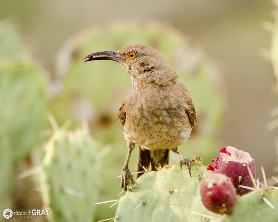 Curved-Billed Thrasher