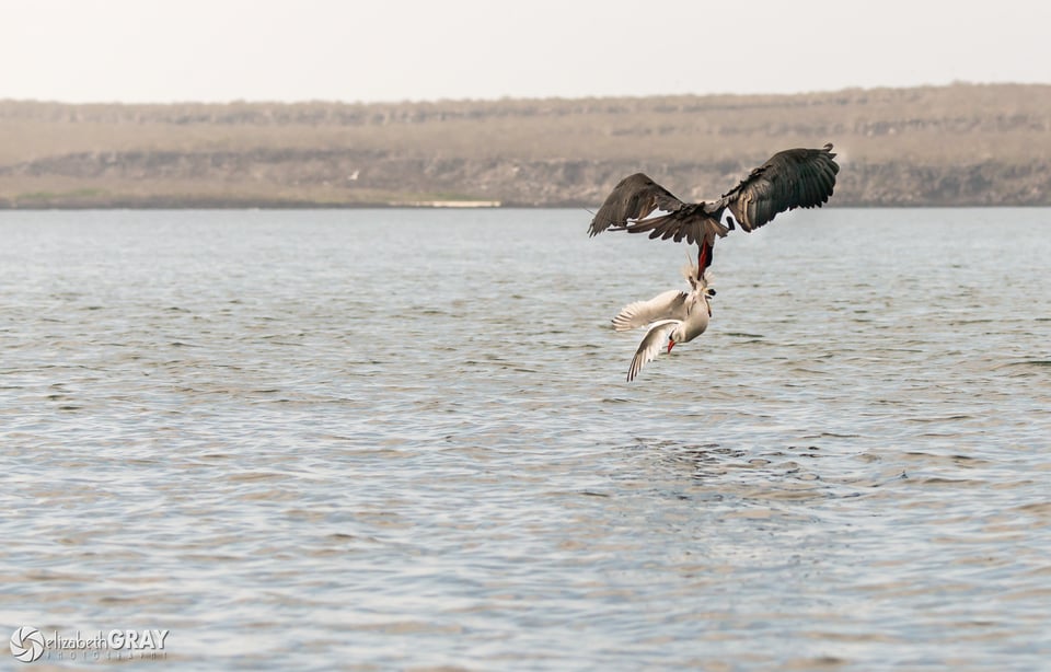 Frigate Bird Attack