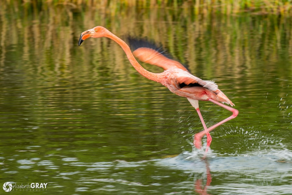 Galapagos Flamingo