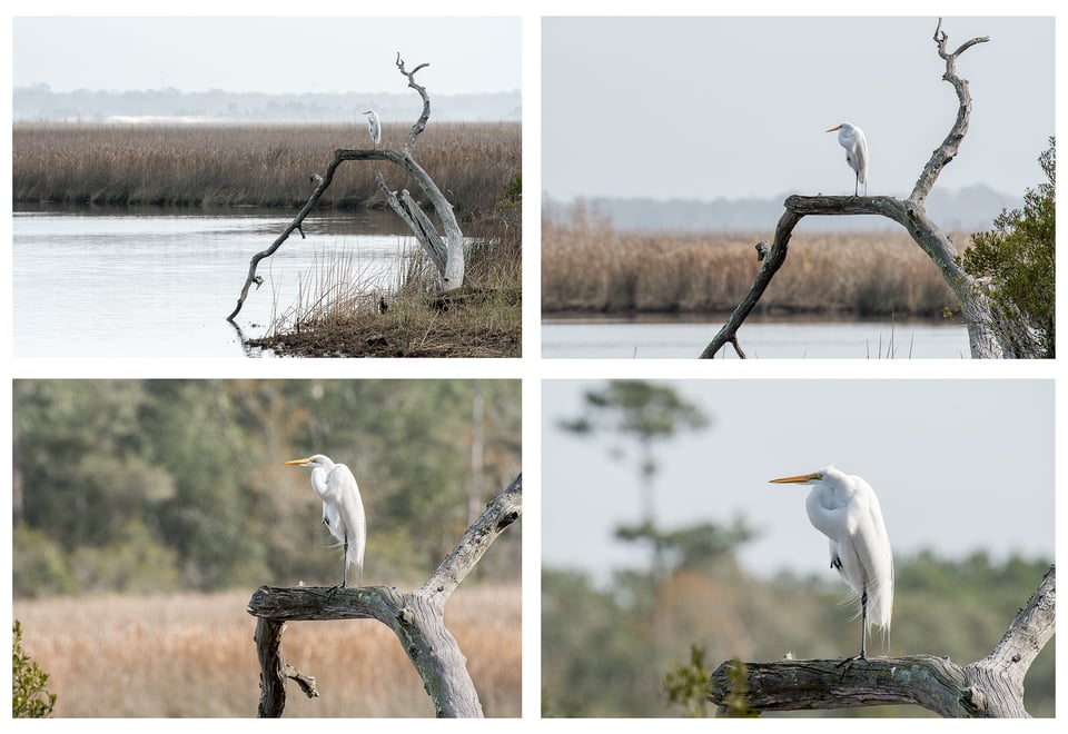 Great Egret Composite