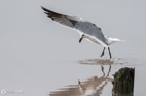 Laughing Gull Ballet