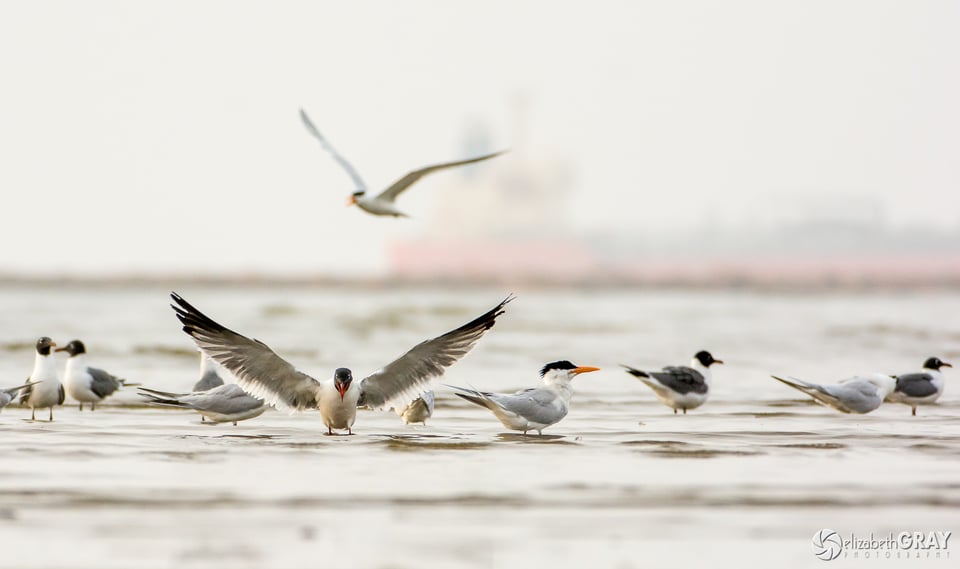 Laughing Gull