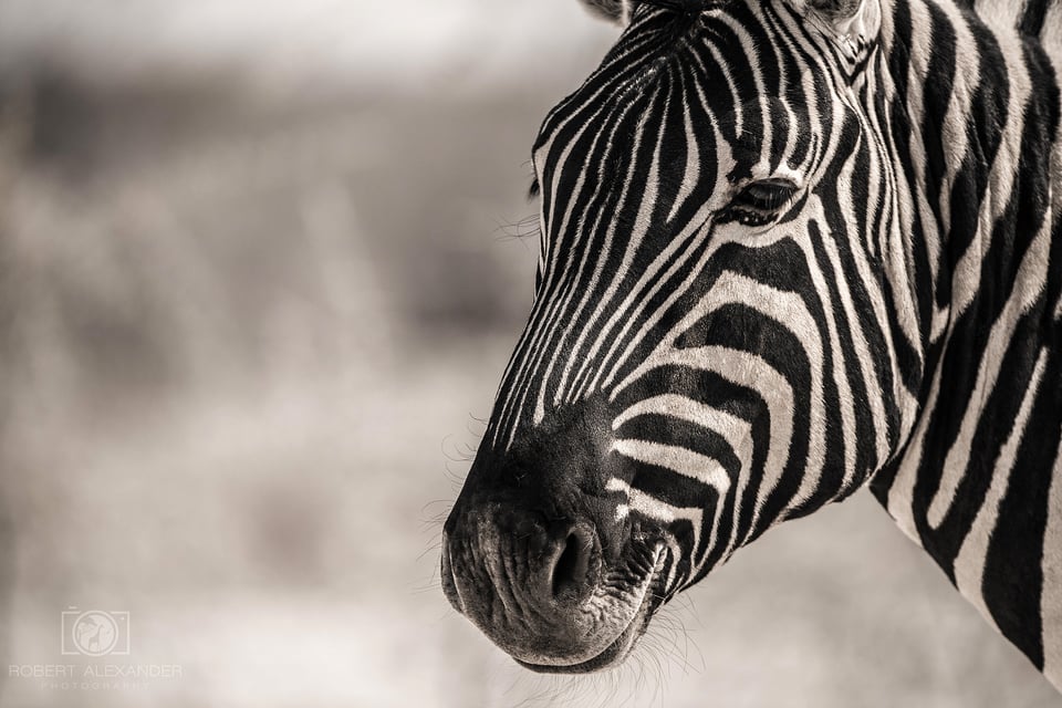 Namibia - Etosha National Park (1)