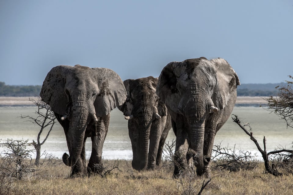 Namibia - Etosha National Park (2)