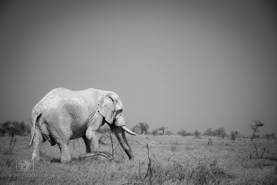 Namibia - Etosha National Park (3)