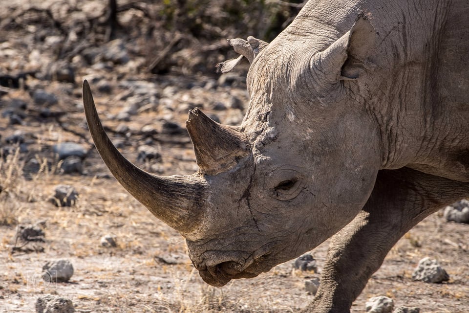 Namibia - Etosha National Park (4)