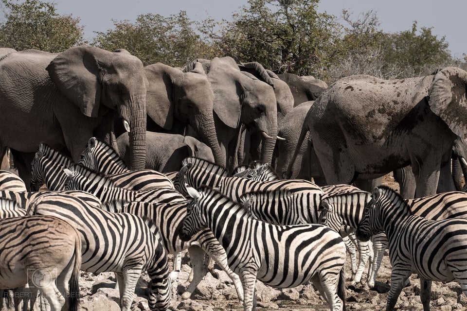 Namibia - Etosha National Park (5)