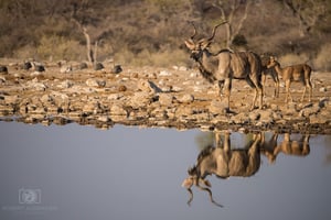 Namibia - Etosha National Park (6)