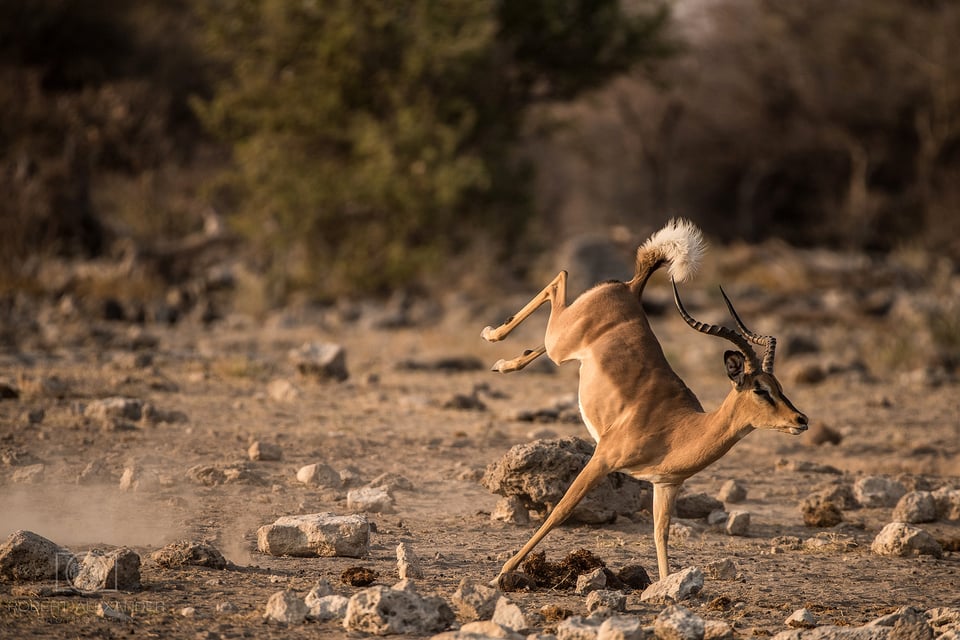 Namibia - Etosha National Park (7)