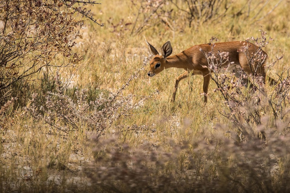 Namibia - Etosha National Park (8)