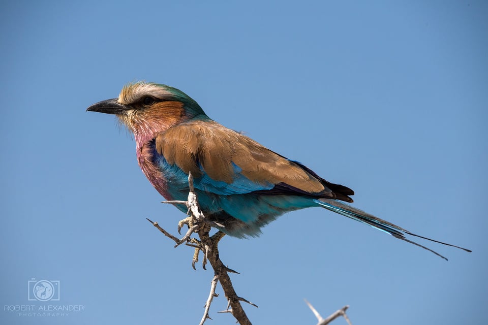 Namibia - Etosha National Park (9)