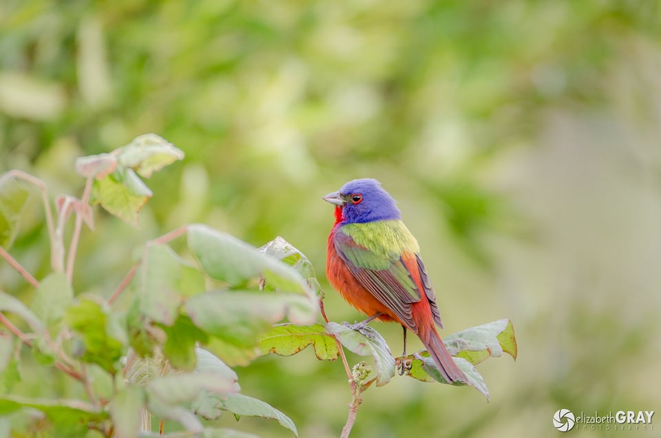 Painted Bunting 1