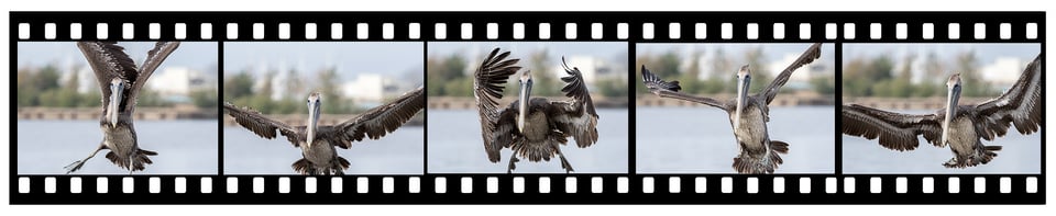 Pelican Sequence